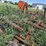 morris-31ft-chisel-plow-12-image-1