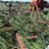 morris-31ft-chisel-plow-12-image-7