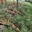 morris-31ft-chisel-plow-12-image-2