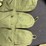 (3)-chinese-type-56-sks-chest-rig/bandoleers-image-9