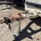 ingersoll-rand-p185jd-image-6
