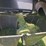 john-deere-l111-image-45