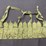 (3)-chinese-type-56-sks-chest-rig/bandoleers-image-2