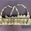 (110)-rounds-7.62-x-39mm-w/chinese-sks-ammo-belt-image-7
