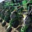 2009-john-deere-db80-image-55