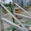 heavy-duty-bin-jacks-w/trailer-image-17