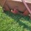 #260-•-3ph-utility-dump-bed-image-5