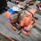 #432-•-new-2"-ratchet-straps-image-4