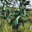 2010-summers-mfg-32ft-disk-chisel-222-image-7