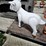 #436-•-lamb-metal-yard-art-image-2
