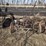 case-ih-3-image-2