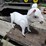 #436-•-lamb-metal-yard-art-image-5