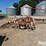 wil-rich-23'-field-cultivator-w/-3-bar-tined-harrow-image-4