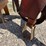 denver-colorado-saddle-image-6
