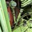 steiger-lion-1000-image-28