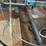 #117-•-shop-built-in-floor-barn-sweep-image-9