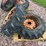 allis-chalmers-ca-image-7