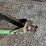 john-deere-spike-tooth-drag-image-5