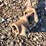 post-hole-auger-image-6