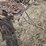 case-ih-3-image-4