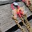 #414-•-new-landhonor-lhr-g80-7'-double-chain-sling-image-5