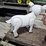#436-•-lamb-metal-yard-art-image-4