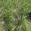 john-deere-8ft-3-point-digger-image-3