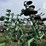 2010-summers-mfg-32ft-disk-chisel-222-image-6