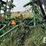 2010-summers-mfg-32ft-disk-chisel-222-image-19