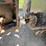 tandem-pinto-trailer-image-8