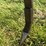 #1421-•-mf-12’-pull-type-chisel-#2349-image-9