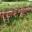 case-ih-30-image-11