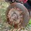 glencoe-9-shank-disc-chisel-image-6