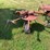 new-holland-163--2-basket-tedder-image-5