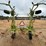 claas-volto-52t-image-5