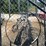 two-8-foot-gates-with-horse-image-4