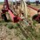 #26606-•-sitrex-columbia-tr1113-hay-rake-image-29
