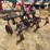 114---2---row-cultivator-tool-bar-image-3