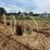#26606-•-sitrex-columbia-tr1113-hay-rake-image-14