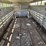 1981-wilson-livestock-trailer-image-21