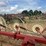 #26606-•-sitrex-columbia-tr1113-hay-rake-image-40