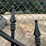 two-8-foot-gates-with-whitetail-image-4