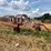 #26606-•-sitrex-columbia-tr1113-hay-rake-image-2