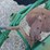 #20857-•-4-bottom-john-deere-plow-3-point-hitch-image-16