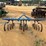 170---2-row-cultivator-image-5