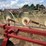 #26606-•-sitrex-columbia-tr1113-hay-rake-image-39