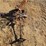 2181---eagle-weather-vain-image-1