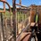 for-most-cattle-chute-image-8
