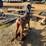 2213---teakwood-rocking-horse-image-4