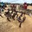 114---2---row-cultivator-tool-bar-image-4